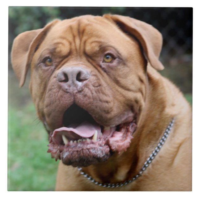 Dogue de bordeaux Ceramic Tile (Front)