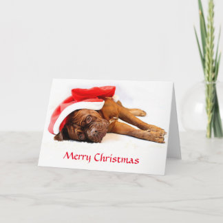 Dogue de Bordeaux Christmas Card