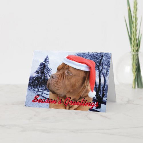 Dogue de Bordeaux Christmas card