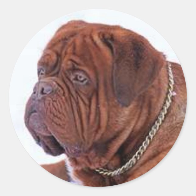 Dogue De Bordeaux Classic Round Sticker (Front)