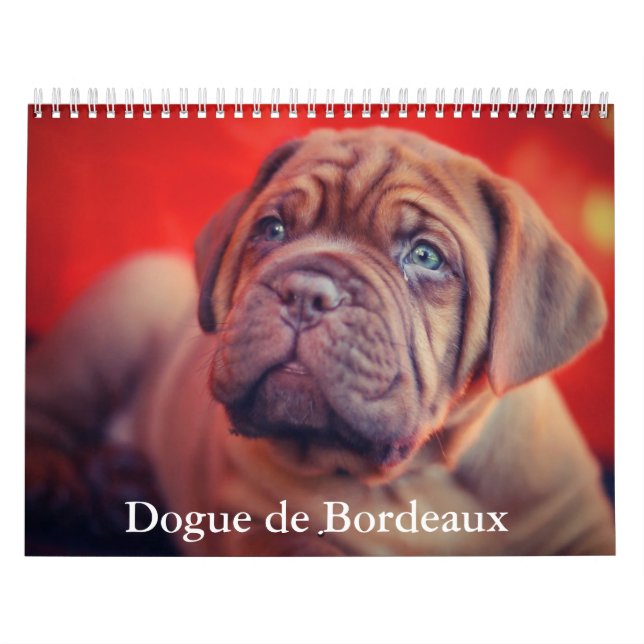 Dogue de Bordeaux Dog Calendar (Cover)