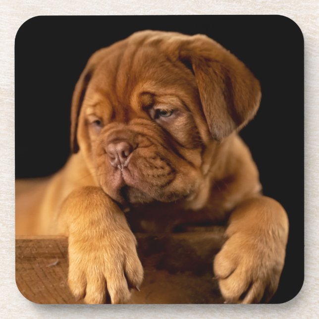 Dogue de Bordeaux - French Mastiff Puppy Dog Beverage Coaster (Front)