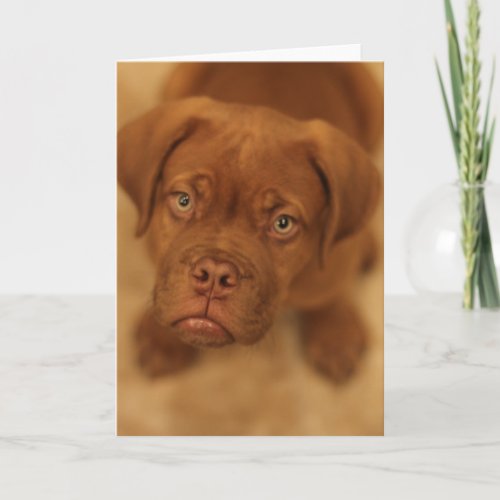 dogue de bordeaux puppy mastiff card