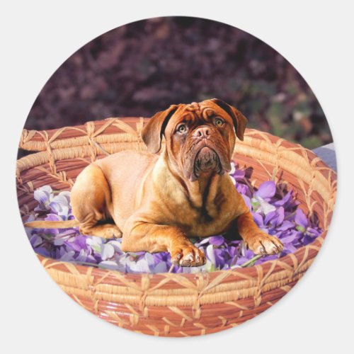Dogue de Bordeaux Sitting on Basket full of Petals Classic Round Sticker