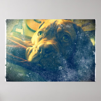 Dogue de Bordeaux vintage inspired poster