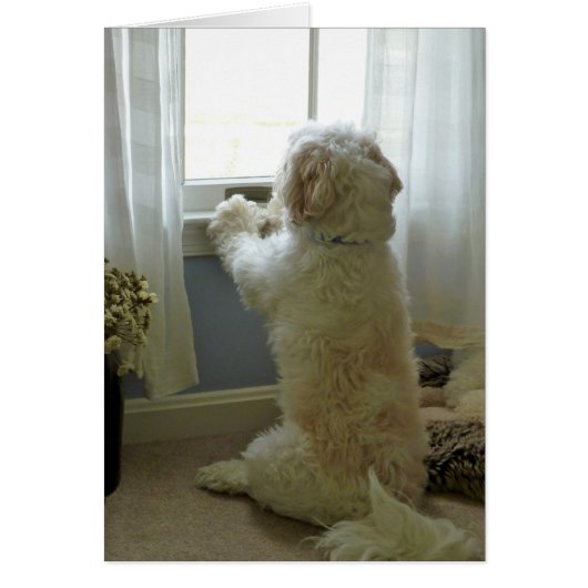 Dogvision Cards (Front)