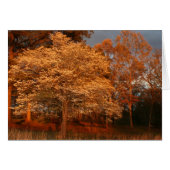 dogwood2 (Front Horizontal)
