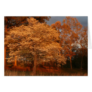 dogwood2 cards