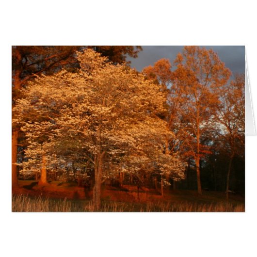 dogwood2 cards (Front Horizontal)