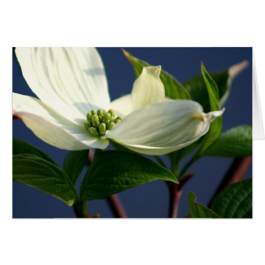 Dogwood Bloom (Front Horizontal)
