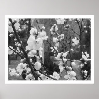 dogwood blooms poster