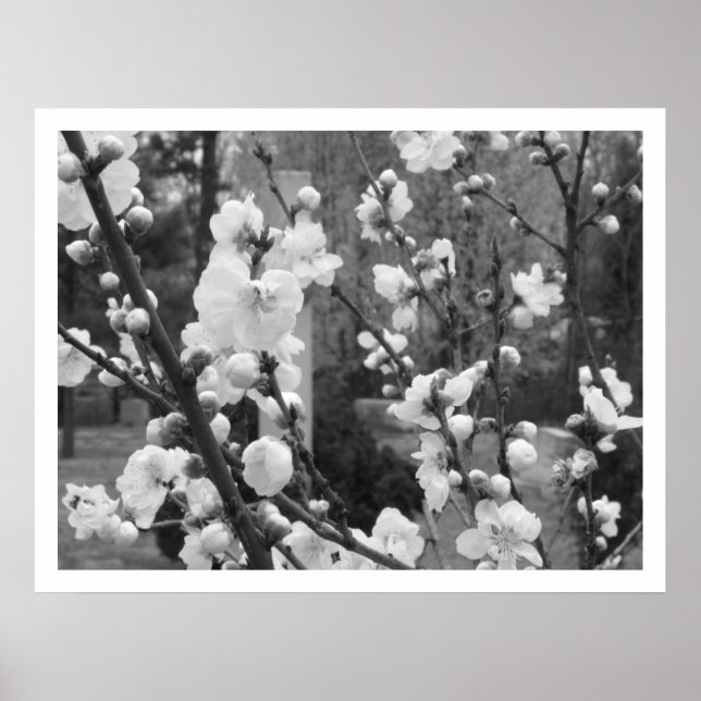 dogwood blooms poster (Front)