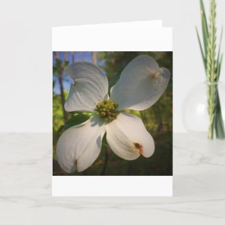 Dogwood Blossom, card