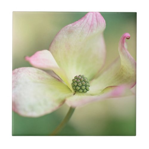 Dogwood Blossom  Cornus Kousa Miss Satomi Ceramic Tile