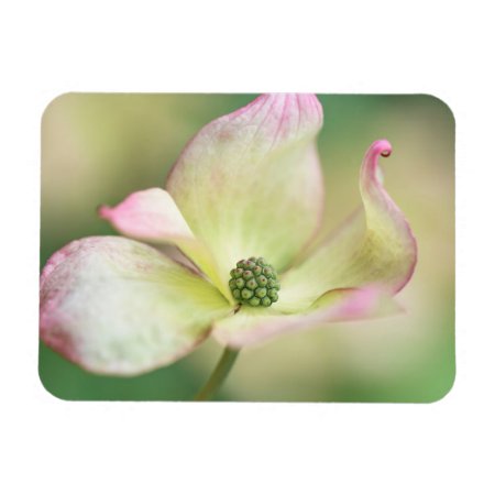 Dogwood Blossom | Cornus Kousa 'miss Satomi' Magnet
