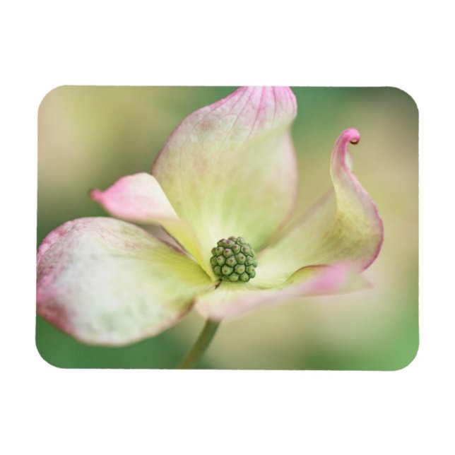 Dogwood Blossom | Cornus Kousa 'Miss Satomi' Magnet (Horizontal)