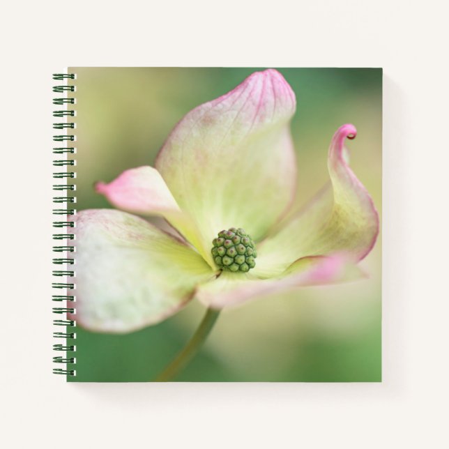 Dogwood Blossom | Cornus Kousa 'Miss Satomi' Notebook (Front)