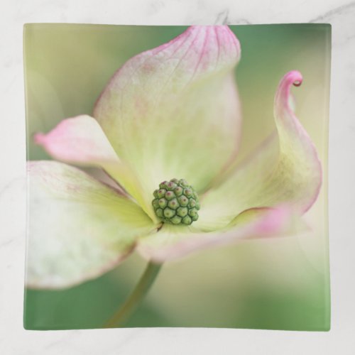 Dogwood Blossom  Cornus Kousa Miss Satomi Trinket Tray