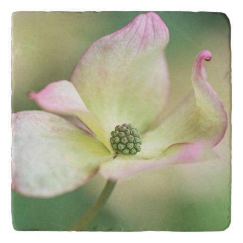 Dogwood Blossom  Cornus Kousa Miss Satomi Trivet