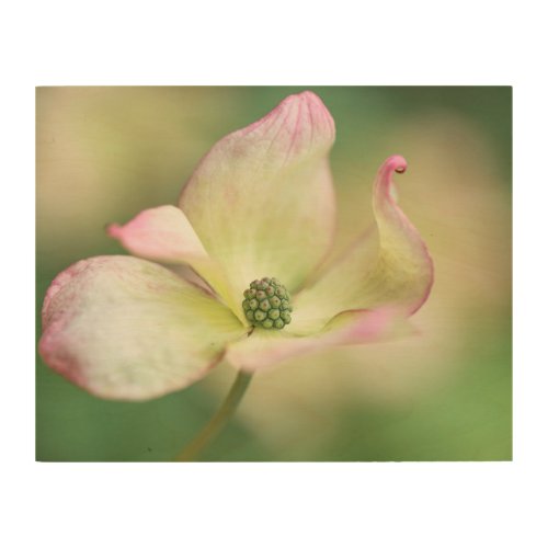 Dogwood Blossom  Cornus Kousa Miss Satomi Wood Wall Art