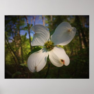 Dogwood Blossom, Poster