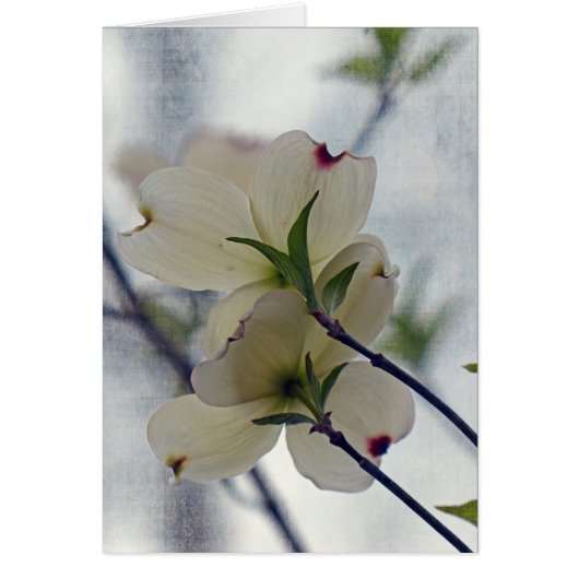 Dogwood Blossoms (Front)