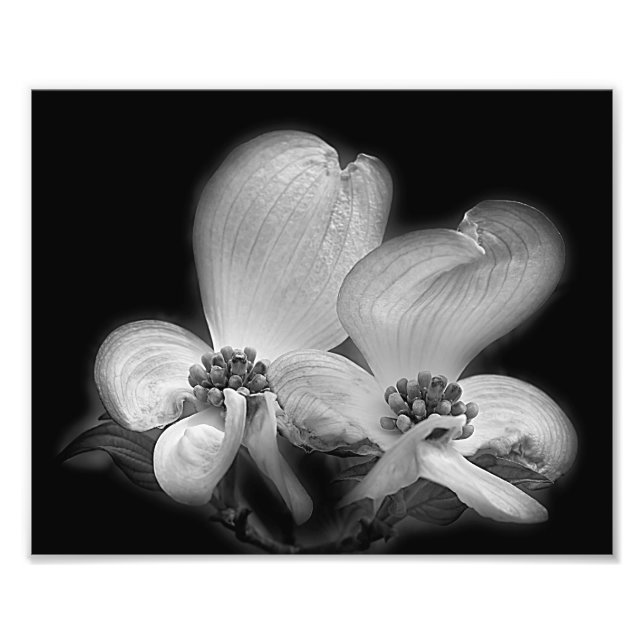 Dogwood Blossoms Black And White High Contrast Photo Print (Front)
