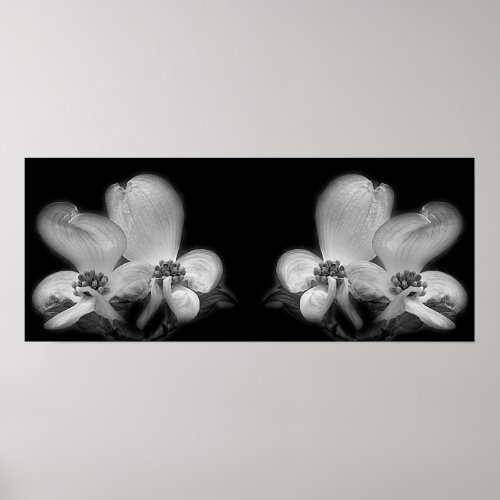 Dogwood Blossoms Black And White Mirror Abstract Poster