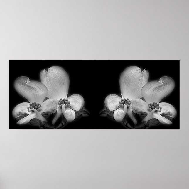 Dogwood Blossoms Black And White Mirror Abstract Poster (Front)