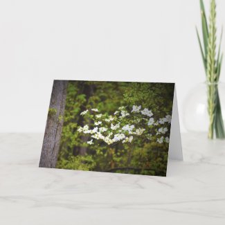 Dogwood Blossoms, card