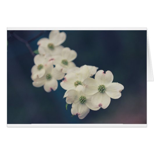 Dogwood Blossoms Cards (Front Horizontal)
