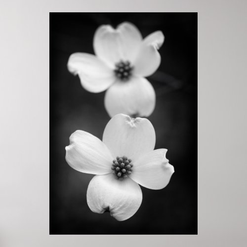 Dogwood Blossoms in Black and White Poster