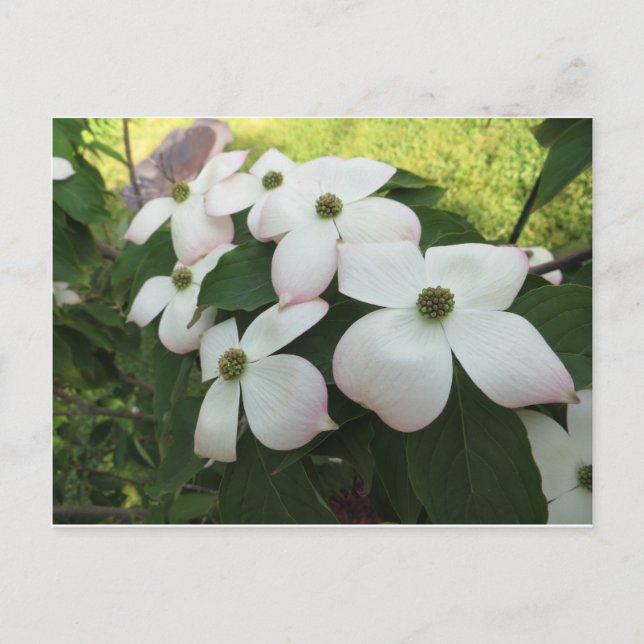 Dogwood Blossoms Postcard (Front)