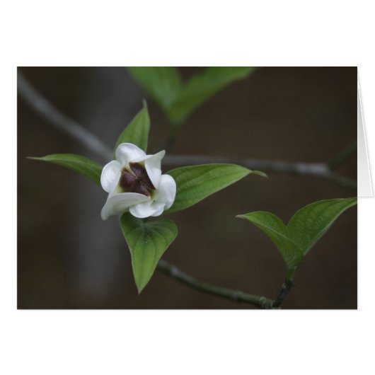 Dogwood Bud (Front Horizontal)