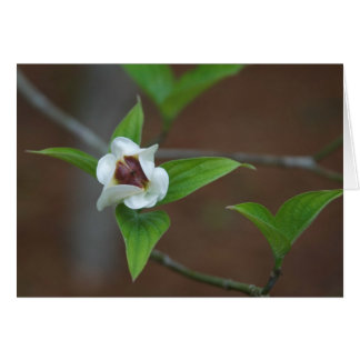 Dogwood Bud Cards