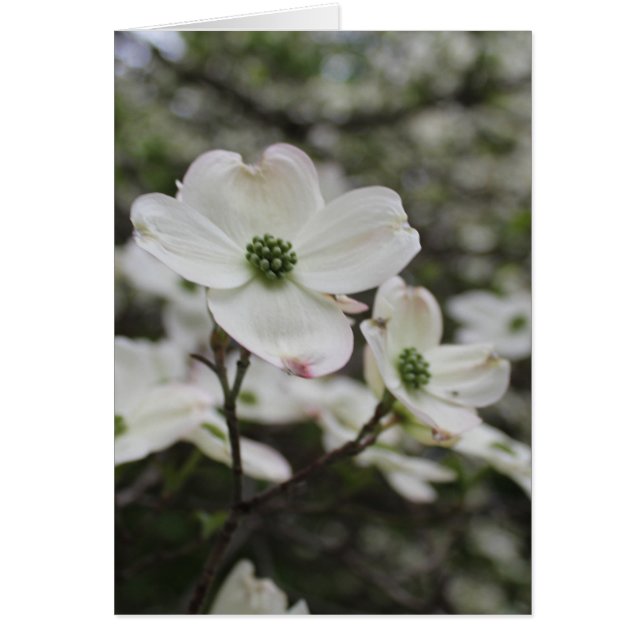 Dogwood Flower Blossoms All Occasions Greeting  Cards (Front)