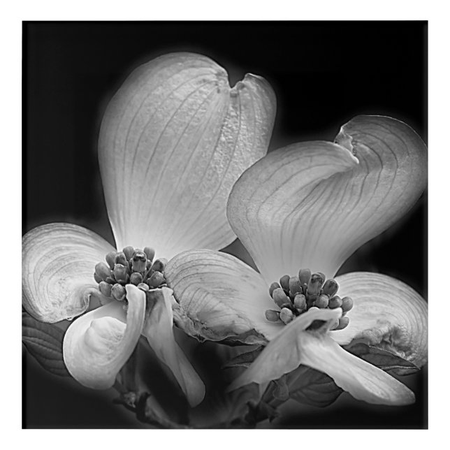 Dogwood Flower Blossoms Black And White   Acrylic Print (Front)
