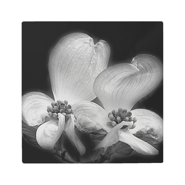 Dogwood Flower Blossoms Black And White  Metal Print (Front)