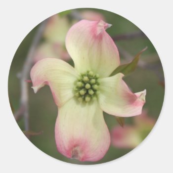 Dogwood Flower Classic Round Sticker by sharpcreations at Zazzle