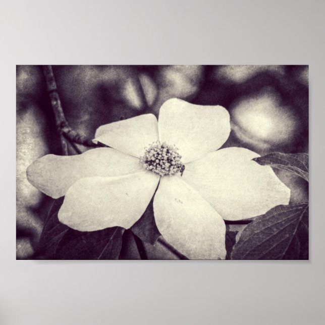Dogwood Flower Poster (Front)