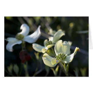 Dogwood Flowers Cards