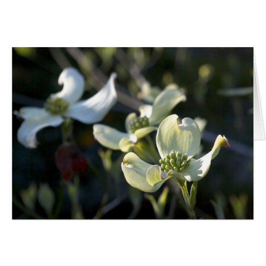 Dogwood Flowers Cards (Front Horizontal)