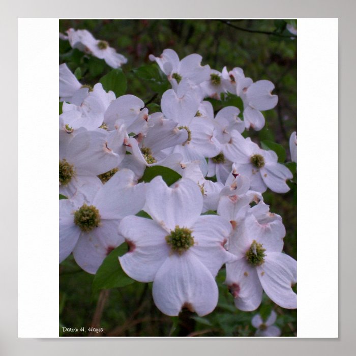 Dogwood Flowers in the Spring Poster