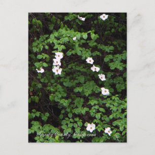 Dogwood Flowers in the woods... Postcard