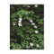 Dogwood Flowers in the woods... Postcard