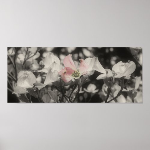 Dogwood Flowers Partial Color Poster