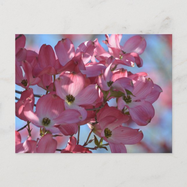 Dogwood Flowers Postcard (Front)