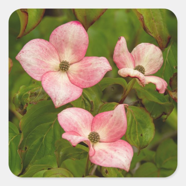 Dogwood Flowers Stickers (Front)