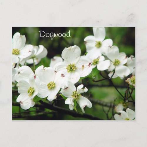 Dogwood Postcard