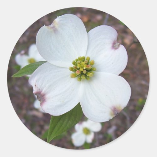 Dogwood Tree Classic Round Sticker